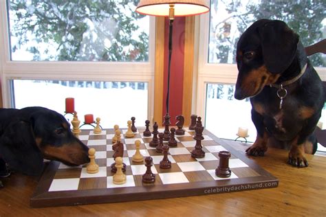 • just for the sole purpose of entertainment #chess #chessmemes • use promo code 10chessmeme to get 10% off on chess4pro merchandise! The Wiener Dog with a GoPro - Snowball Chasing, Dachshund ...