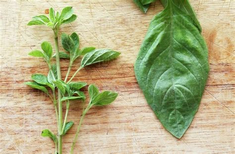 A Fresh Sprig Of Oregano Next To A Leaf Of Basil Stock Photo Dissolve