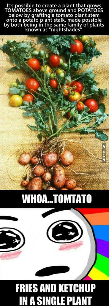 Tomtato Growing Tomatoes Growing Food 9gag Food Food Nutrition