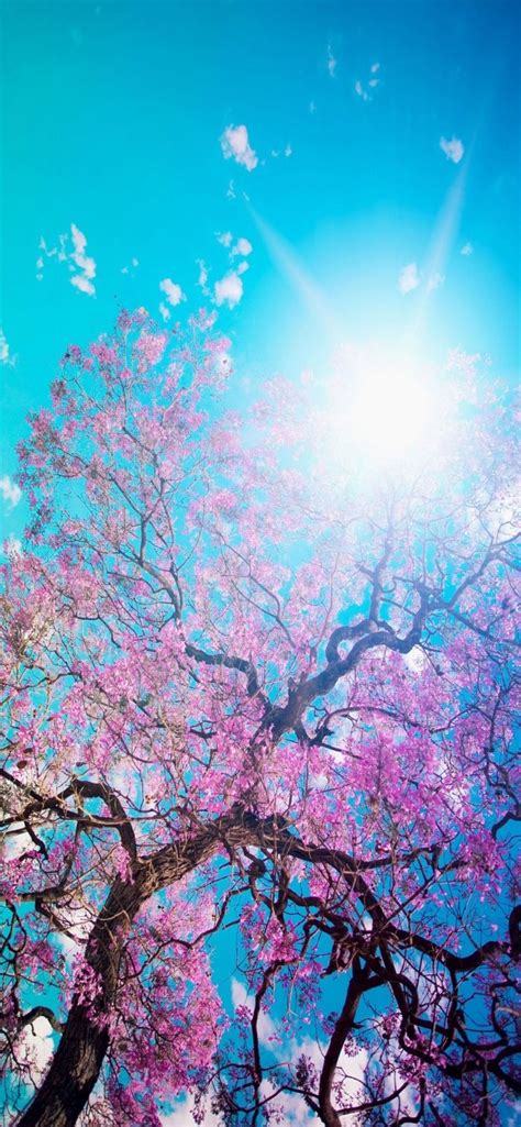 Hintergrundbilder Iphone X Sonne Im Himmel Blaum Mit Rosa Blättern
