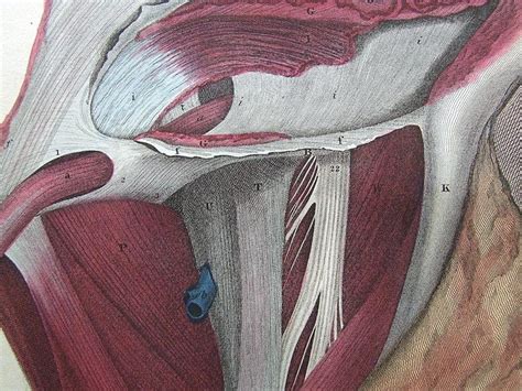 Surgical Anatomy Of Inguinal And Femoral Hernia Repair C 1822
