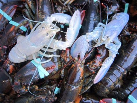 2 Of Rarest Of All Lobsters Caught 5 Days Apart