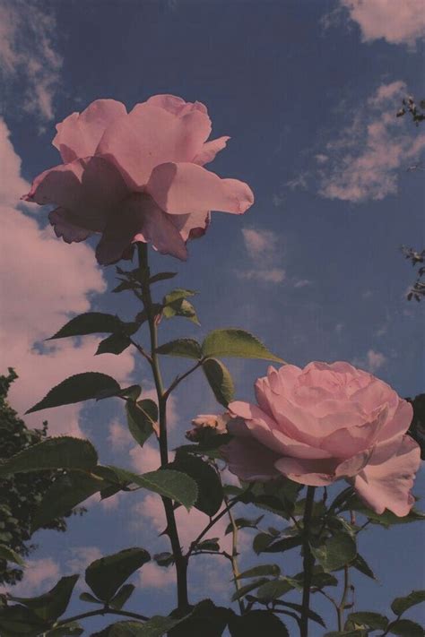 Aesthetic Roses Background Hd From Roses Wallpaper Aesthetic To Rose