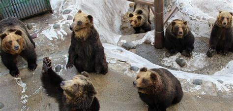 Noboribetsu Bearpark Official Site Come Meet The Bears And Ainu Culture