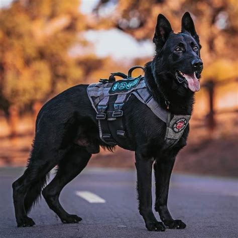 K9 Police Dogs Military Dogs Really Cute Dogs Pretty Dogs Black
