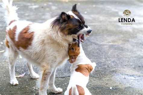 Cómo Debes Actuar Para Detener Una Pelea Entre Dos Perros