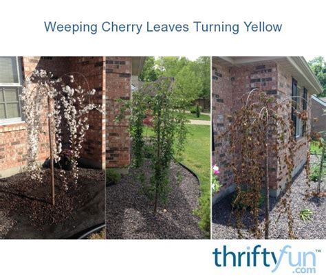 Weeping Cherry Leaves Turning Yellow Thriftyfun