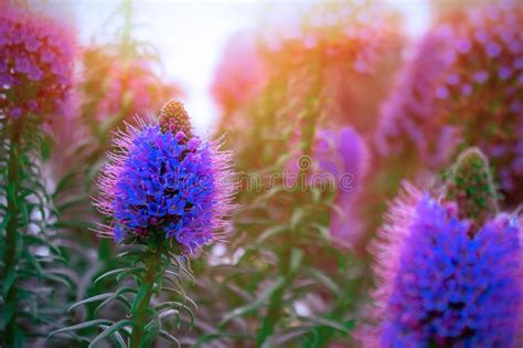 Beautiful Summer Background With Wild Meadow Grass And Purple Flowers