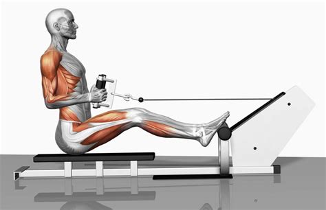 How To Do The Seated Cable Row Exercise