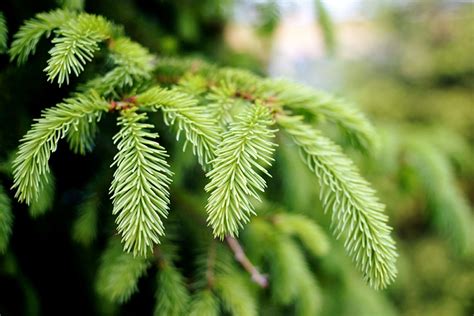 The Most Common North American Spruces
