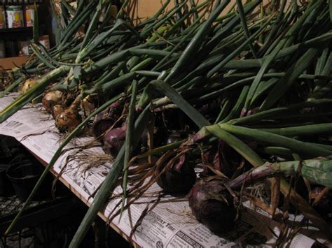 Maybe you would like to learn more about one of these? How to Store Onions -Preserve your Garden Crop - Country ...