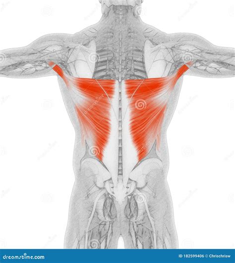Muscular System Latissimus Dorsi Muscle Anatomy Stock Illustration My Xxx Hot Girl