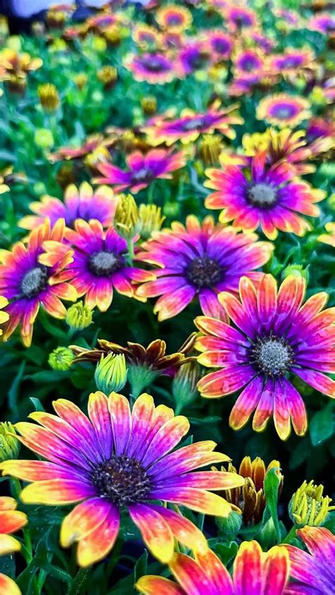 Bright Colored Flowers Pretty Flowers Flowers Garden Projects