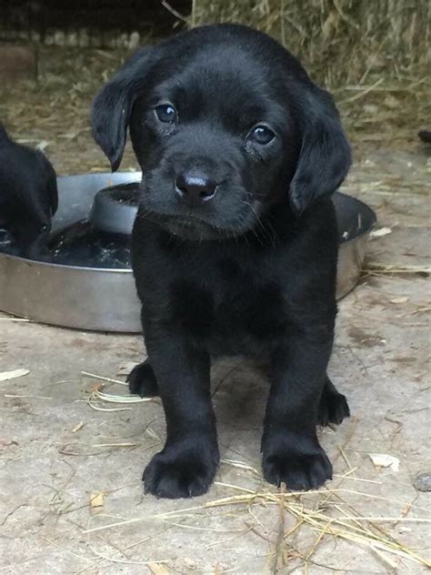 The black lab dog is a variation of the labrador retriever breed. Black Labrador Puppies | in Biggar, South Lanarkshire ...