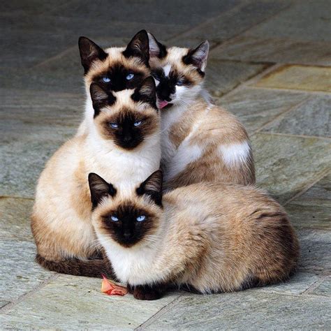 Pin About Cats And Siamese Kittens On Animals