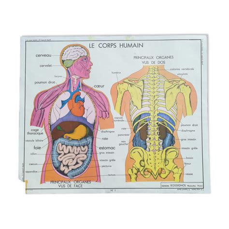 Affiche Scolaire Rossignol N Corps Humain N Appareil Digestif Selency Anatomie Corps