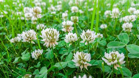 White Clover Common Edible Plant Lost In The Ozarks