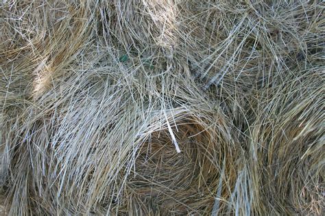 Bales Of Hay Close Up Free Stock Photo Public Domain Pictures