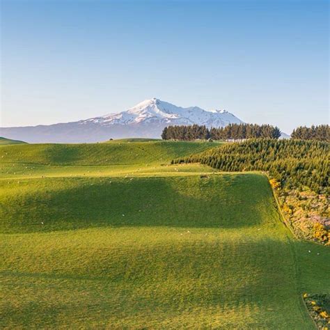 Green Fields With Mt Ruapehu Rising In The Background In New Zealands