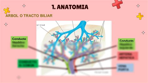 Solution Patolog A Biliar De La Ves Cula Y V As Biliares Studypool