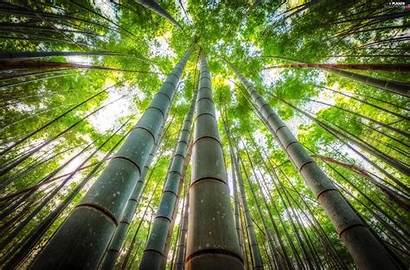 Bamboo Forest Background Trees Wallpapers Plants Plant
