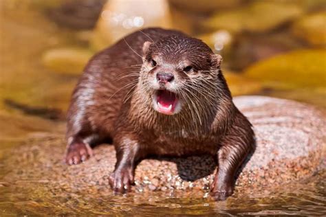 21 Funny Pictures Of Otters