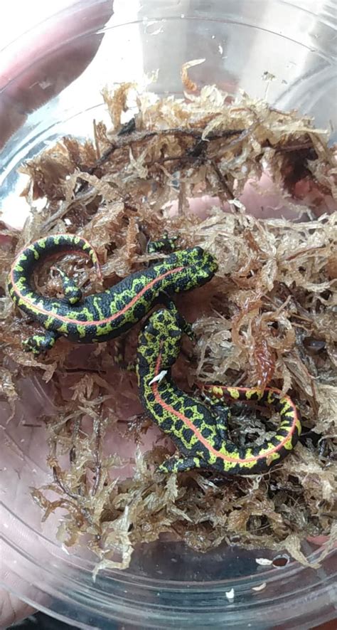 Triturus Marmoratus Beginner Caudata Org Newts And Salamanders Portal
