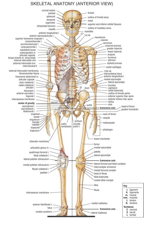 Skeleton 6 Skeletal System With Labels Skeletal System Front Its