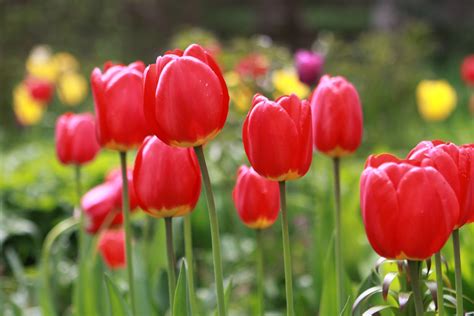 The spring equinox arrives at 12:57 p.m. Spring Flowers Have Arrived in Niagara | Niagara Falls Canada