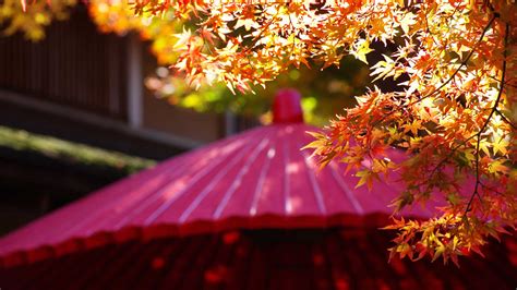 Autumn Colors In Hakone 7 Places To Admire Fall In All Its Glory