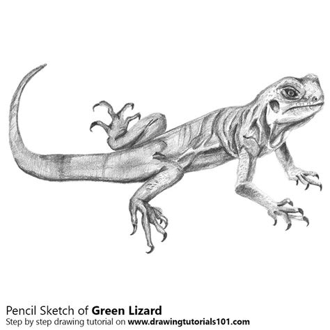 This is a detailed drawing of a lizard using vibrant colours. Green Lizard Pencil Drawing - How to Sketch Green Lizard ...