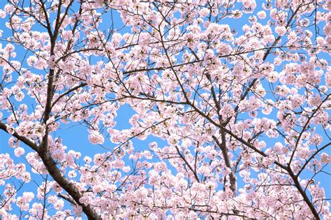 薄いピンクの花の桜背景 の写真を無料ダウンロード（1）フリー写真 Beiz Images