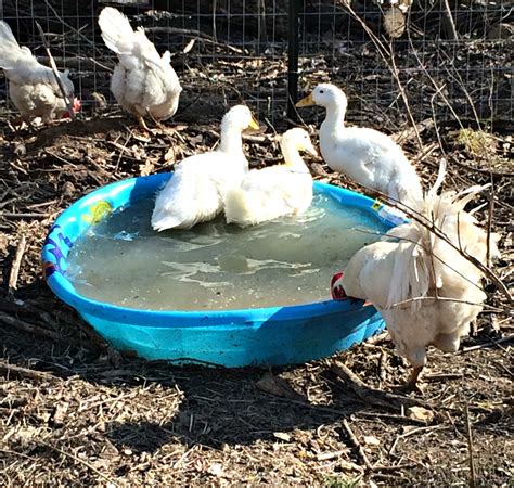 1,611 pekin ducks products are offered for sale by suppliers on alibaba.com, of which. What You Need to Know About Keeping Ducks - QUACK! - Farm ...
