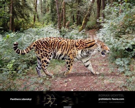 Panthera Zdanskyi Alchetron The Free Social Encyclopedia