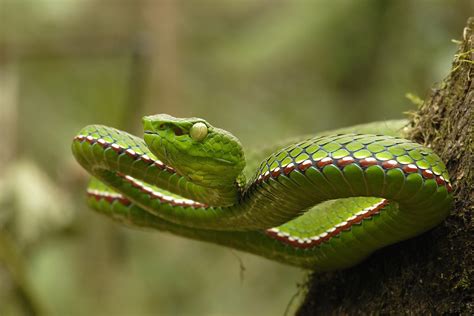 Indias Striking Variety Of Pit Vipers Nature Infocus