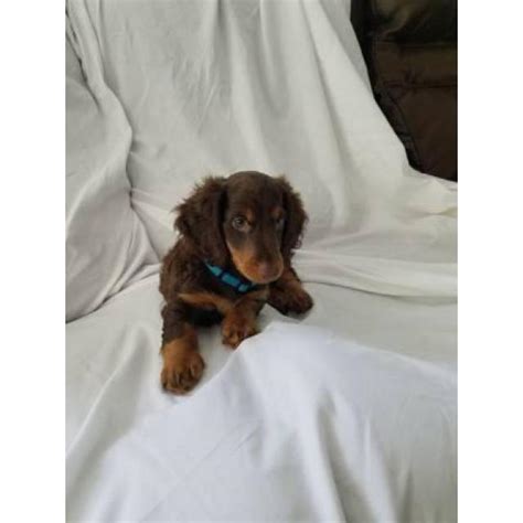 Color:if you are looking for miniature dachshund puppy for sale, it's smart to know about coats and coat care. Mini dachshund puppy for sale in North Port, Florida - Puppies for Sale Near Me