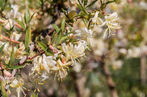 The 30 Best Winter Plants From Winter Flowers To Bedding Plants