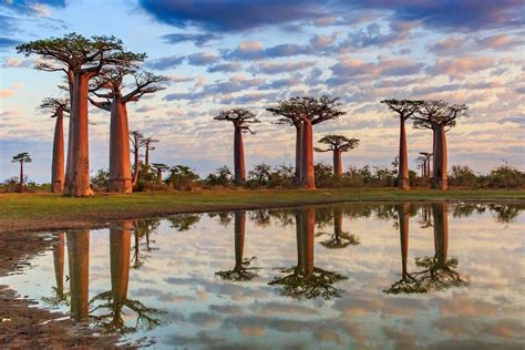 Of The Most Unique Trees In The World Article On Thursd