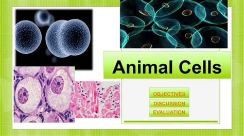 Animal Cells Ppt