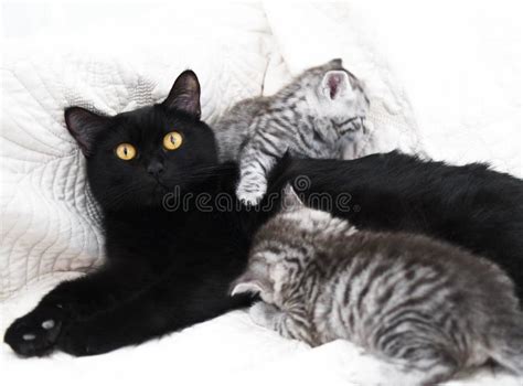 Black Cat With Kittens Stock Photo Image Of Kitten 111951102