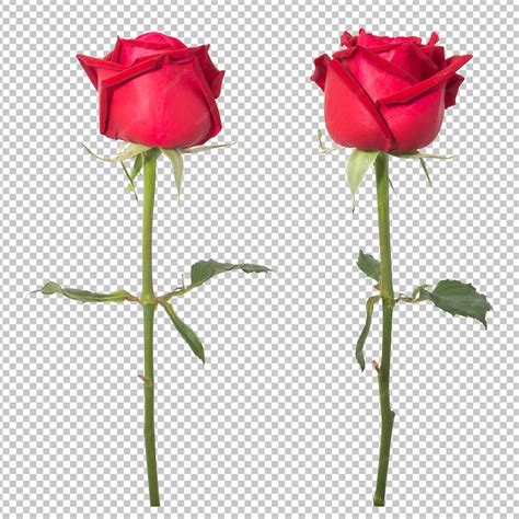 Premium Psd Red Rose Flowers