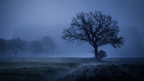 Field Fog Trees Blue Weather Cold 4k Weather Wallpapers Trees