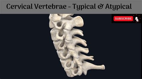 Cervical Vertebrae Typical And Atypical Vertebrae Features