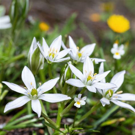 Ornithogalum Umbellatum Star Of Bethlehem Easy To Grow Bulbs