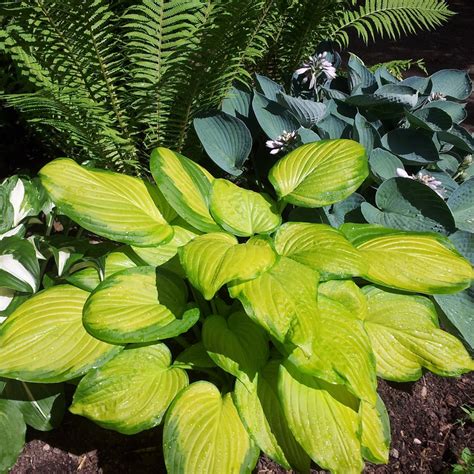 Stained Glass Hosta Plants For Sale Plantain Lily Free