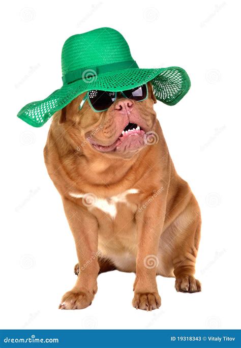 Lady Dog Wearing Straw Hat And Sun Glasses Stock Image Image Of