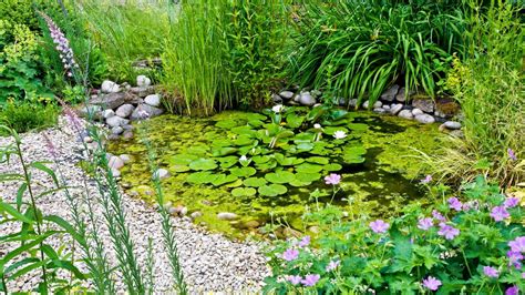 Wildlife Ponds A Complete Guide On How To Build This Nature Friendly