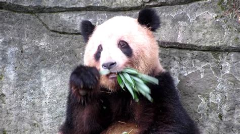 Giant Panda Eating Bamboo Chongqing China August 2012 Youtube