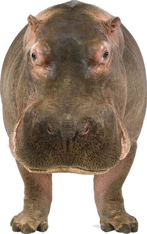 Hippopotamus Png Transparent Hippopotamuspng Images Pluspng