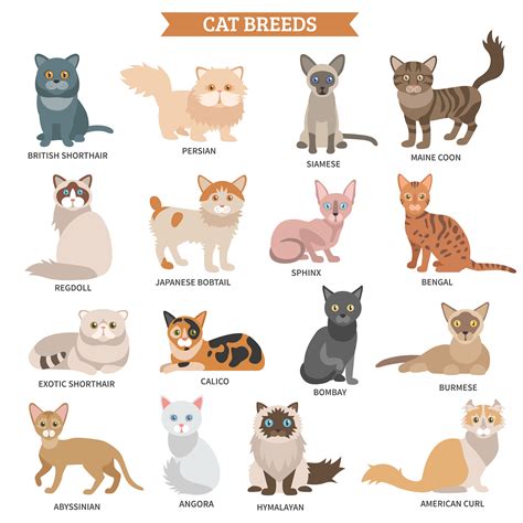 Cartoon Cat Breeds